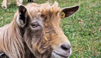 Still from and link to 'Swiss Goat Festival'.