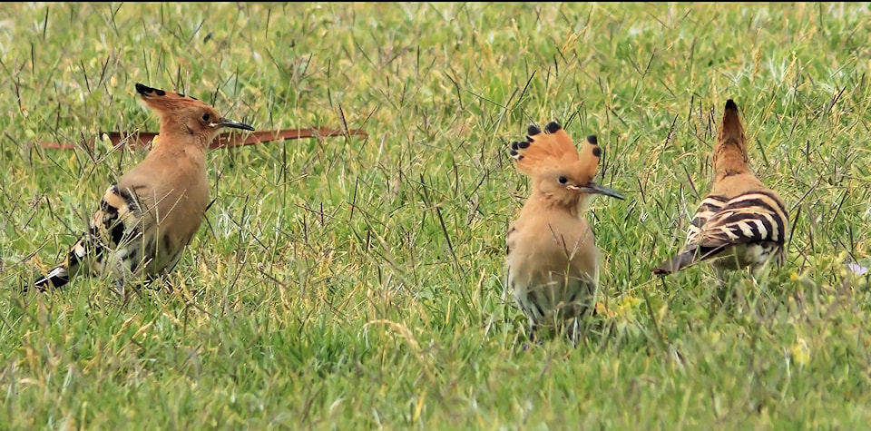 Still from and link to 'In search of the Hoopoe'.
